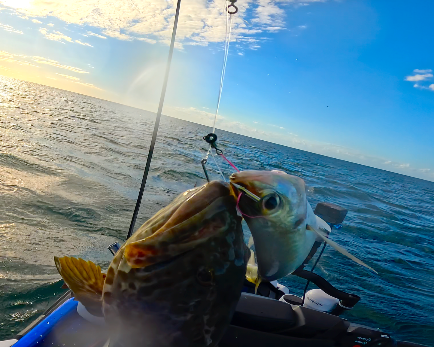 Baitmate Rig on Fish with Catch