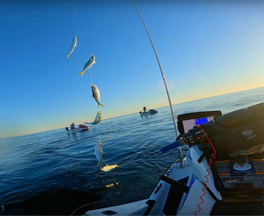 Live bait on a sabiki rig