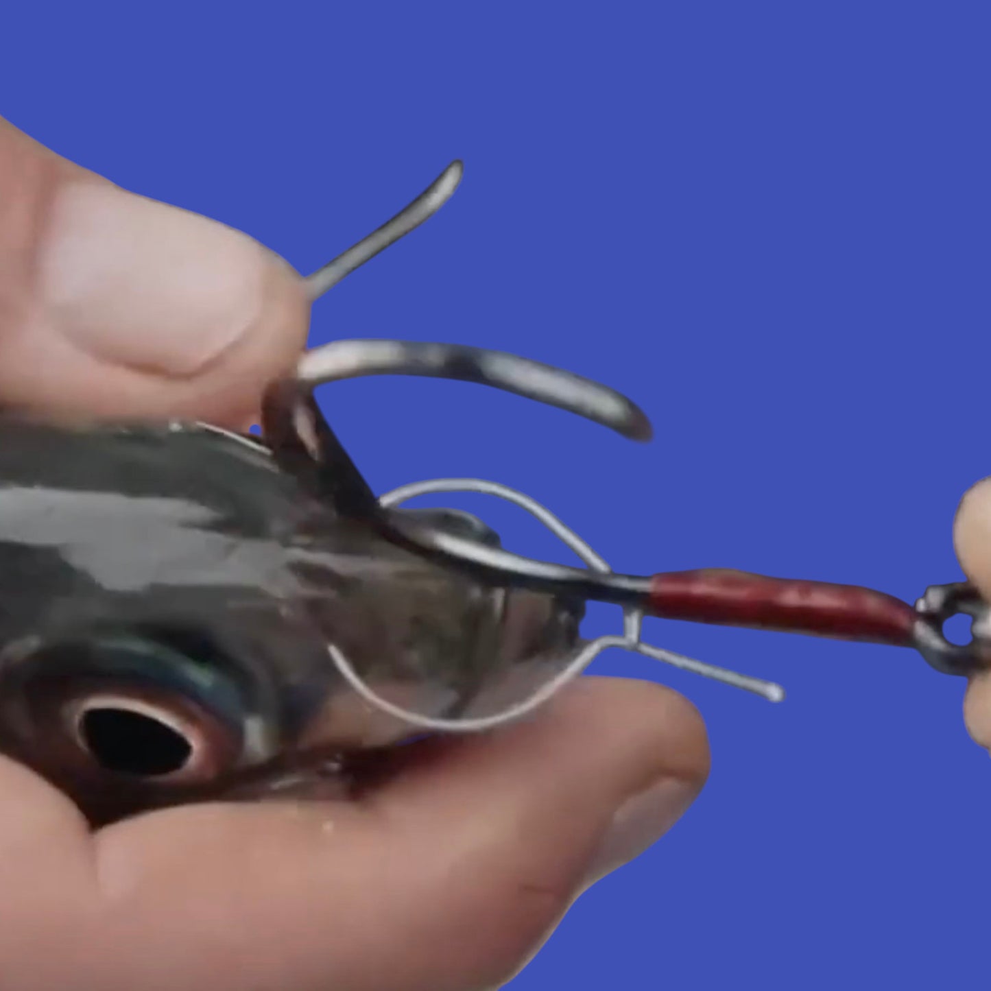 Jetcast Live Keeper Bait Hook on Baitfish